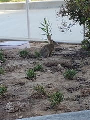 Sylvilagus audubonii