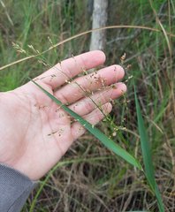 Panicum virgatum cubense