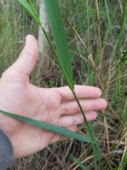 Panicum virgatum cubense