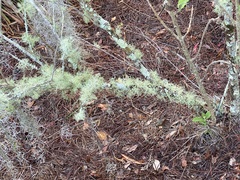 Ramalina stenospora