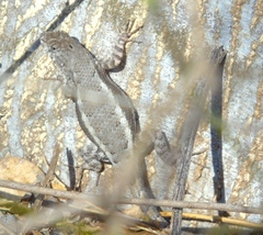 Sceloporus nelsoni