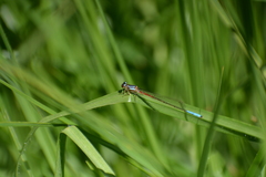 Mesamphiagrion