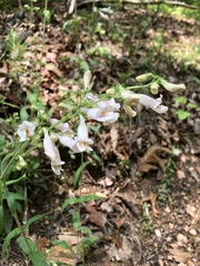 Penstemon canescens