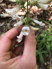 Penstemon canescens