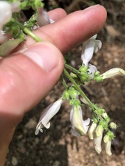 Penstemon canescens