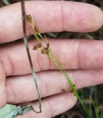 Rhynchospora globularis pinetorum