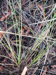 Rhynchospora globularis pinetorum