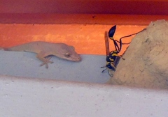 Sceliphron fistularium