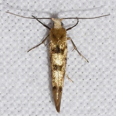 Argyresthia alternatella