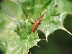 Cantharis coronata
