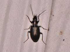 Agonum texanum