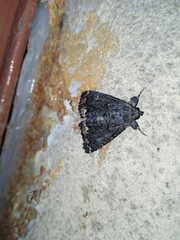 Catephia alchymista