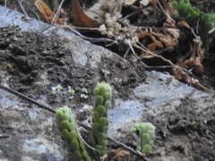 Sedum wrightii