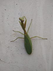 Parastagmatoptera unipunctata