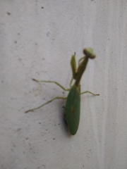 Parastagmatoptera unipunctata