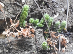 Sedum wrightii