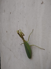 Parastagmatoptera unipunctata