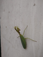 Parastagmatoptera unipunctata