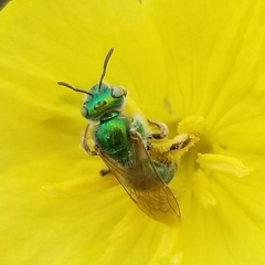 Agapostemon melliventris