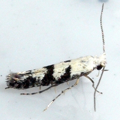 Argyresthia austerella