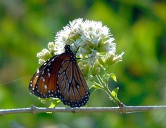 Koanophyllon albicaule