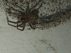 Tegenaria domestica