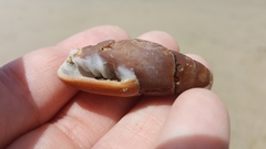 Atrimitra idae