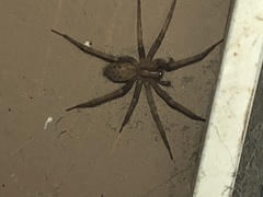 Tegenaria domestica