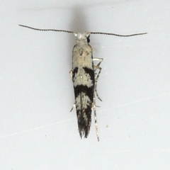 Argyresthia austerella