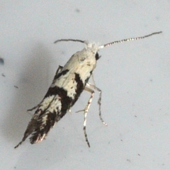 Argyresthia austerella
