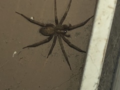 Tegenaria domestica