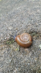 Triodopsis platysayoides