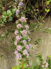 Ceanothus gloriosus