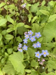 Myosotis