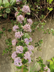 Ceanothus gloriosus