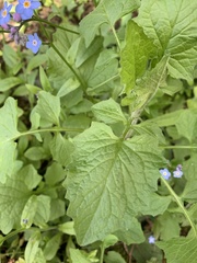 Myosotis