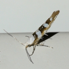 Argyresthia calliphanes