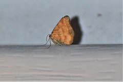 Mellilla xanthometata