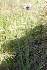 Tragopogon porrifolius