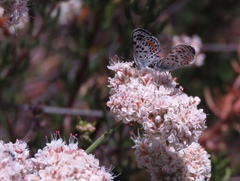 Euphilotes bernardino bernardino