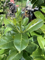 Prunus