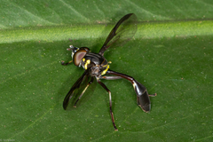 Salpingogaster nigra
