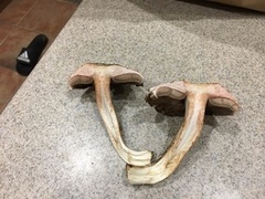 Agaricus sylvaticus occidentalis