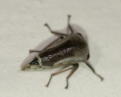 Xantholobus nigrocinctus