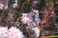Euphilotes bernardino bernardino