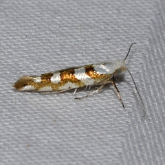 Argyresthia calliphanes