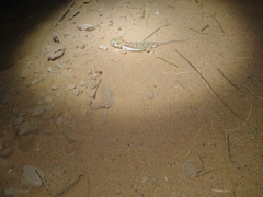 Stenodactylus petrii