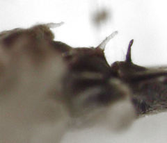 Empicoris rubromaculatus