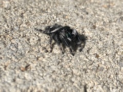 Phidippus audax
