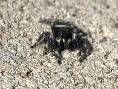 Phidippus audax